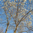 로즈마리 정원 이미지