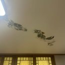 H9000 | 천장에 갑자기 생긴 곰팡이… 결국 난방배관 누수였어요