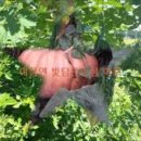 상열농장 이미지