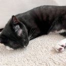 문산 동물병원 이미지