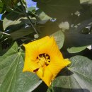 (주)나스카 | D-4페루:나스카라인투어 ~리마호텔