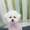 플러스애견미용실 이미지