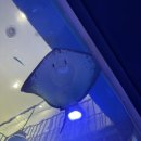 주차33 | 시흥해양생태과학관 33개월 아이 후기 | 주차, 예약, 유모차 실내 나들이 추천