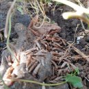 별이네농장 이미지