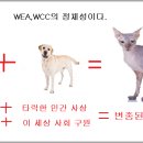 WEA,WCC정체! 이미지