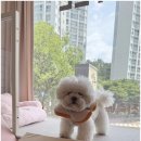 선사애견 이미지