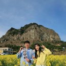 41190-01-07-135 | 임신 30주차 제주도 유채꽃 태교여행 1일차