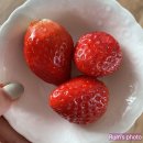 진우야채
