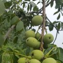 선두농장 이미지