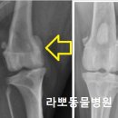 보람동물병원 이미지