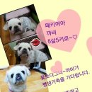 까비 Daum카페