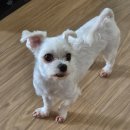 한스동물병원 | 강이자영양제 스파라베타칸 면역짱 노령견 추천템 급여 후기