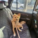 두두스테이 | 성북구/강북구 두두스테이 강아지 유치원, 강아지 호텔링, 강아지 데이케어, 강아지 놀이방 이용 후기