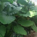 대순농장 이미지
