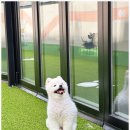 반려담애견유치원 이미지