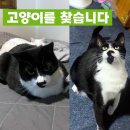 (고양이 실종신고) 턱시도 무늬 고양이 짜장이를 찾습니다!! 이미지