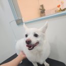 토리애견