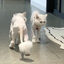 펫인샵(PET IN SHOP) 이미지