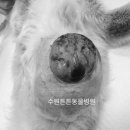 둔촌동물병원 네이버블로그