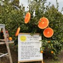 달제주 | 제주도 서귀포 감귤 따기 이색체험 감귤농장 달제주 적극 추천