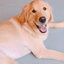 하꾸나마루다 이미지