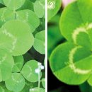 네잎클로버 이미지
