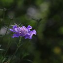 구름채 Daum카페
