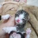 형제그린 이미지