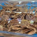 국미대게 이미지