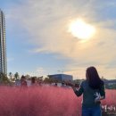 산호애견 이미지