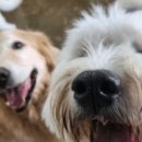 퍼피스카우트 이미지