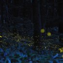 반딧불이 이미지