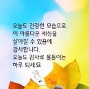 별빛하루 이미지