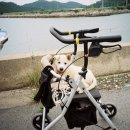 흰둥아 놀자 이미지