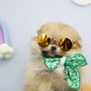 안녕 댕댕아 이미지