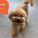 쥬만지동물의료센터 이미지