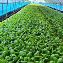 호수농원가든 이미지