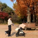 파라솔 | 부가부 드래곤플라이 절충형 유모차 추천, 콩제슬래드 썬캐노피 파라솔 후기