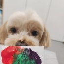 내 강아지의 봄 일산애견유치원&애견호텔 이미지