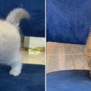 도그마루 강아지고양이 청주점 이미지