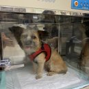 영인동물병원 이미지