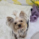 뭉치, 그루밍 이미지