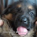 아마존애견사 이미지