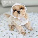 베벌리 도그 | 수원 강아지분양 베벌리도그 사랑으로 키워낸 소중한 생명들