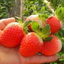 수호농장 이미지