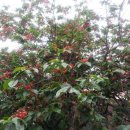 산타루치아펜션민박 이미지