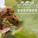 🪲 열점박이별잎벌레 짝짓기 🔗교미기 결합과 정자 이송 과정 이미지