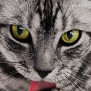 원 동물병원 이미지