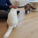 안녕, 고영희 이미지