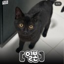 검은고양이 이미지